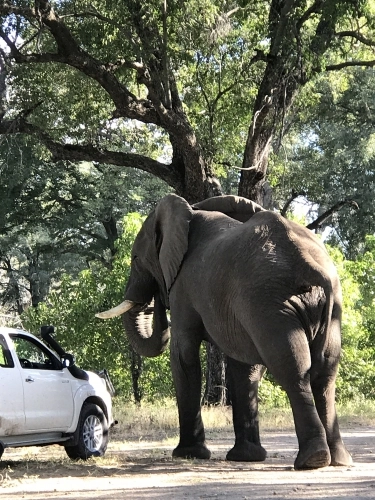 Ochrona przyroda, w połączeniu z niemałymi swobodami w uprawianiu turystyki motorowej i rajdów safari, każe obozującym mieć się na baczności tylko przed prawdziwymi... władcami dzikiej natury (i bezdroży) - zdjęcie 2